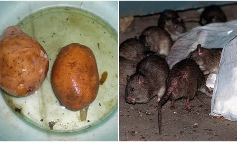 Lũ chuột trong nhà bạn sẽ biến mất chỉ sau 1 đêm với mẹo vặt từ 3 của khoai tây này